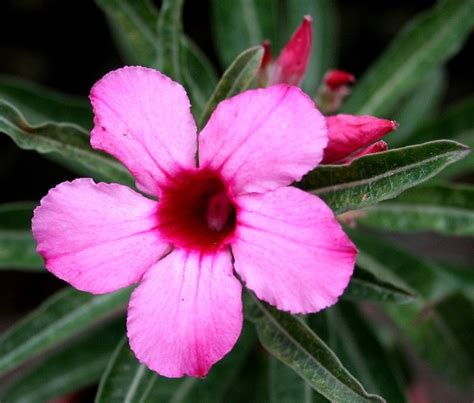 Daftar nama bunga, gambar bunga cantik, indah, unik, dan langka, lengkap dengan penjelasannya. Bunga Kemboja/Adenium obesum. | Flickr - Photo Sharing!