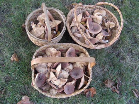 Gary Lincoff West Virginia Mushrooms