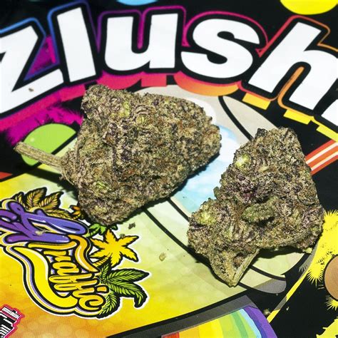 Strain Review Zlushie By La Traffic The Highest Critic