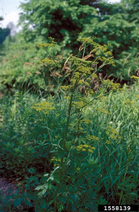 Wild Parsnip Pastinaca Sativa Apiales Apiaceae 1558139