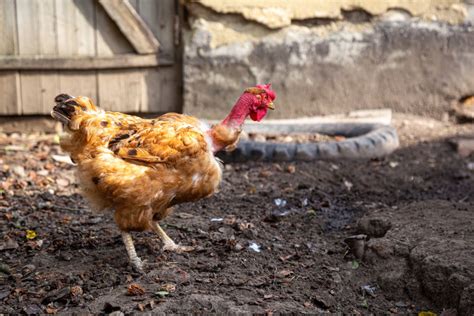 Turken Naked Neck Chicken Breed Info Where To Buy Chicken