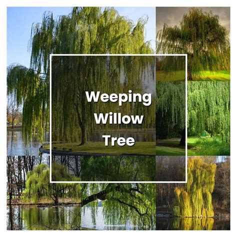 How To Grow Weeping Willow Tree Plant Care Tips Norwichgardener