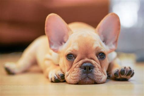 1 housebreaking your french bulldog. 8 Best Foods for a French Bulldog Puppy with Our Most ...