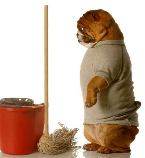 Cute Bulldog Cleaner House Training Dogs Dog House Diy Pet Cleaning