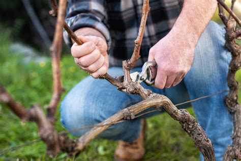 Pruning Phases Tools And Techniques For Vineyards The Grapevine Magazine