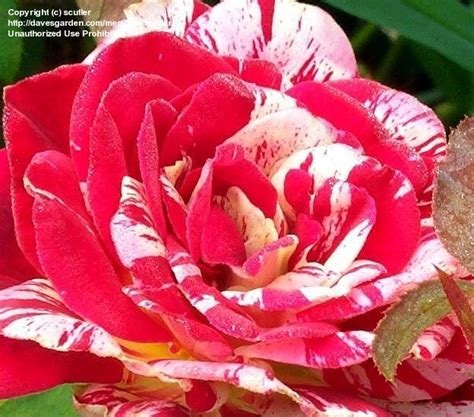 Plantfiles Pictures Floribunda Rose George Burns Rosa By Juliaq09020