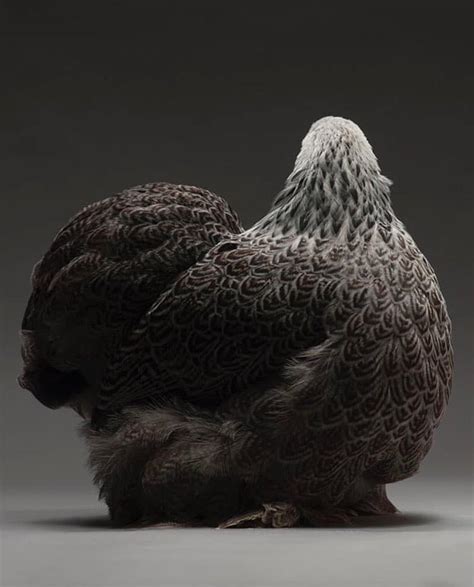 Photobook Captures Diverse Beauty Of 100 Different Types Of Chickens