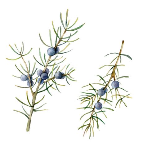 Drawing Of A Juniper Illustrations Royalty Free Vector Graphics And Clip