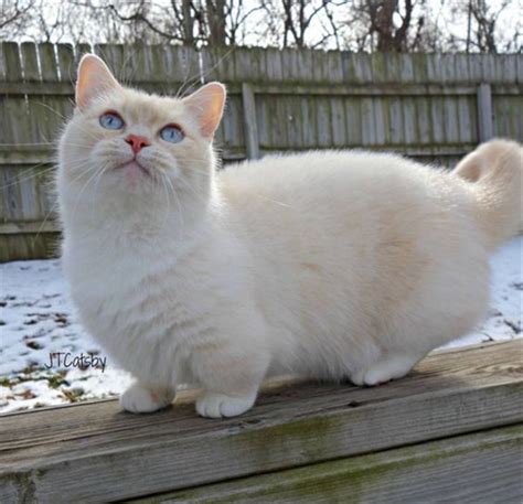 Just to remind ourselves, the munchkin cat breed started, in rayville, louisiana, usa when. 20 + Munchkin Cat Pictures | FallinPets