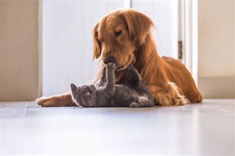 When a dog has cancer it may be hard to get the dog to eat when it feels sick. How Do you Know If your Dog has Toothache?