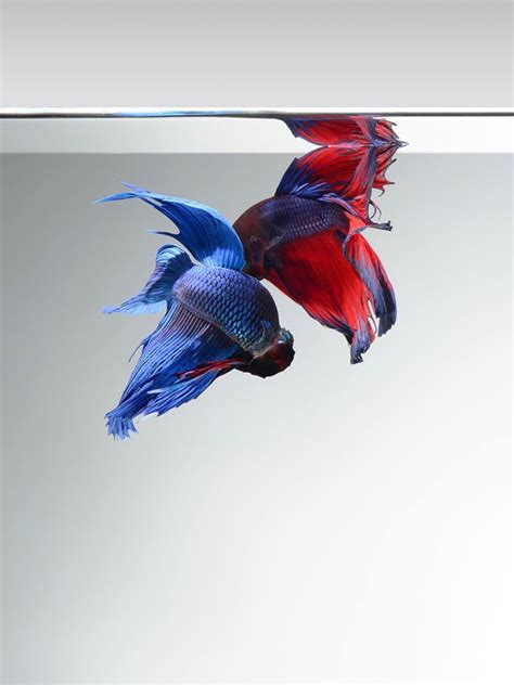 Free Download Iphone 6s Wallpaper With Multicolor Male Betta Fish In