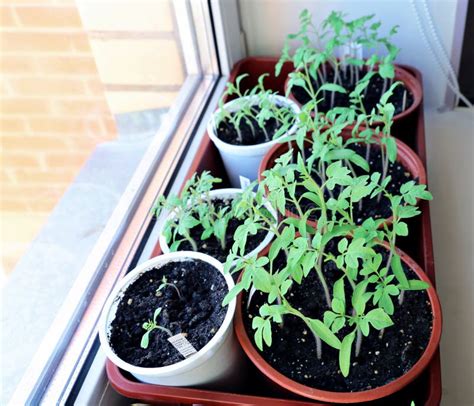 Tomato Seedlings On The Windowsill Stock Photo Image Of Home Sprout