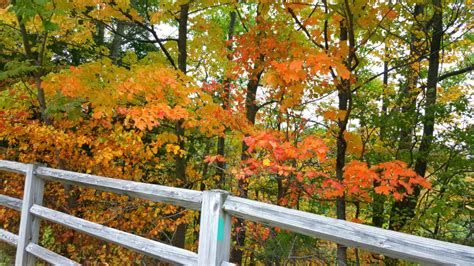 6147128 Autumn Path Colors Beautiful Walk Foliage Forest Fall