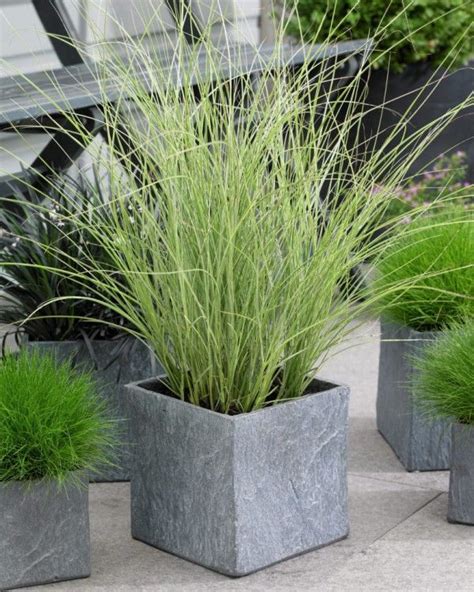22 Best Ornamental Grasses For Containers How To Grow Them