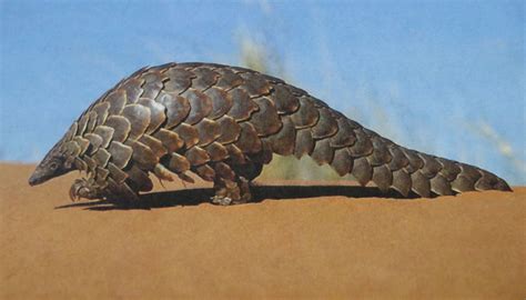 Scaly Mammal Pangolin I Have Never Heard Of This Animal Dieren