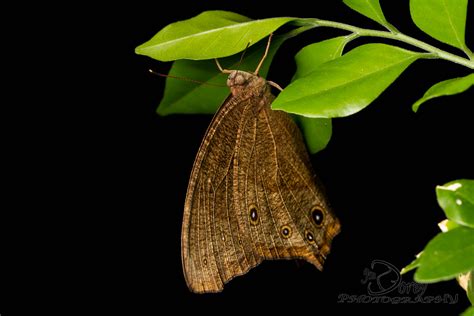 Evening Brown Butterfly Melanitis Leda Not 100 Sure Of Flickr