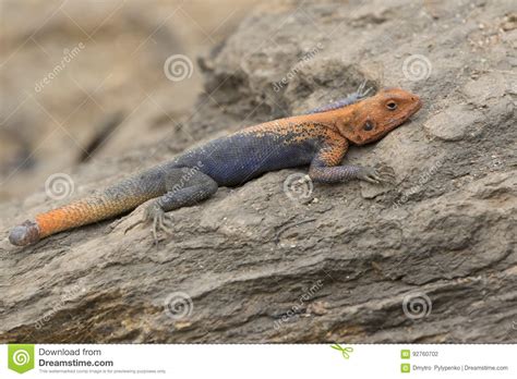 Male Red Headed Rock Agama Hiding In The Rocks On The