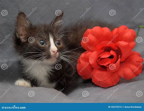 Small Black And White Kitten And Red Flower Stock Photo Image Of