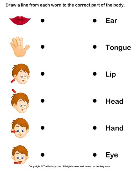 body parts worksheet  preschool