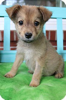 Options to adopt, foster to adopt or foster dogs or puppies. Bedminster, NJ - Pomeranian/Beagle Mix. Meet Deeks a Puppy ...