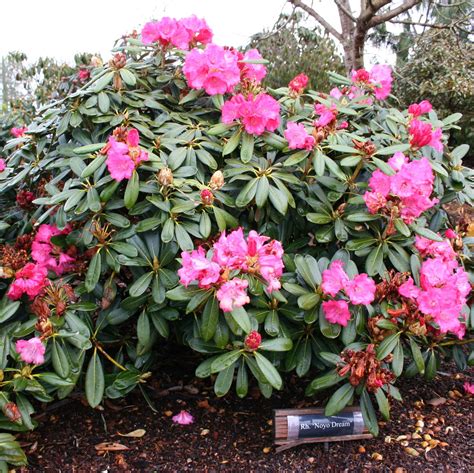 Nonetheless, if you live in zone 8 you are lucky. Bulletproof Rhododendrons: Rhodies for Sea Coast Wind and ...