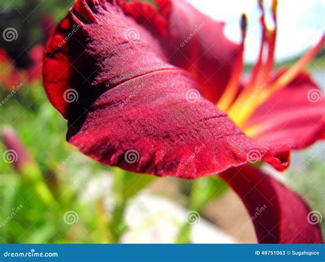 Fire Red Lily Stock Image Image Of Bloom Flowers Perenials 48751063