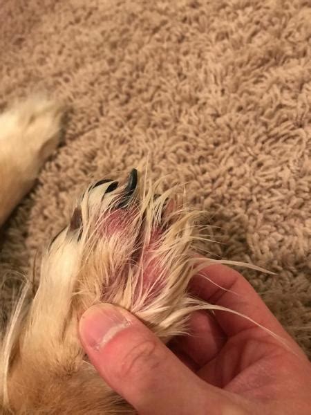 Redness Between Dog Toes Dog Forum