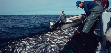 Want To Save A Failing Fishery Take The Long View Hakai Magazine