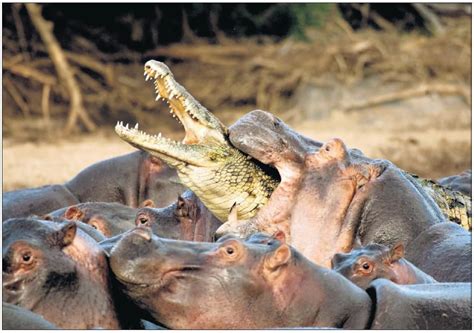 Hippo Bites Croc Our Amazing Front Page Picture The Wild Frontier