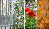 Winter, Frühling, Sommer, Herbst. Vier Jahreszeiten. Stockfoto - Bild ...