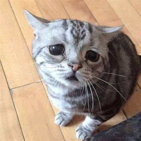 This Is Quite Possibly The Saddest And The Cutest Cat Youve Ever Seen