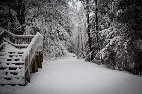 Gratis Billeder Træ Natur Skov Afdeling Sne Sort Og Hvid Frost