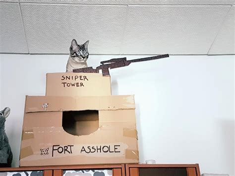 Welcome To Fort Asshole A Hideout A Genius Pet Owner Made For Their Cats The Irish News