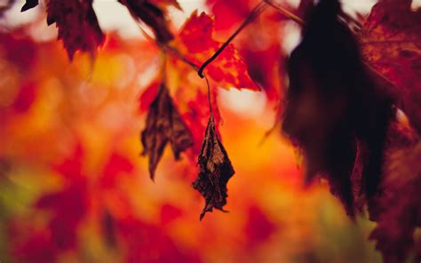Download Wallpaper 3840x2400 Leaf Dry Autumn Branches Blur 4k Ultra