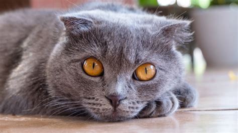12 Fun Facts About British Shorthair Cats Large House Cats