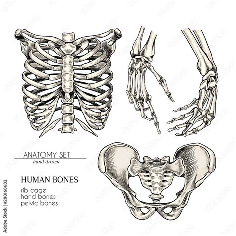 Hand Drawn Anatomy Set Vector Human Body Parts Bones Hands Rib Cage
