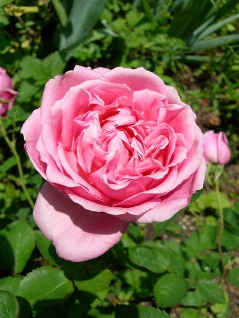 Pretty Jessica Beautiful Roses David Austin Roses Rose