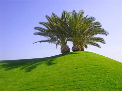 Palm Trees On Green Grass Stock Photo Image 17238900