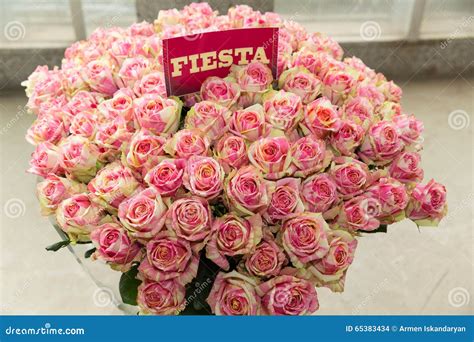 Fiesta Rose Bouquet With Pink Yellow Pattern Stock Photo Image Of