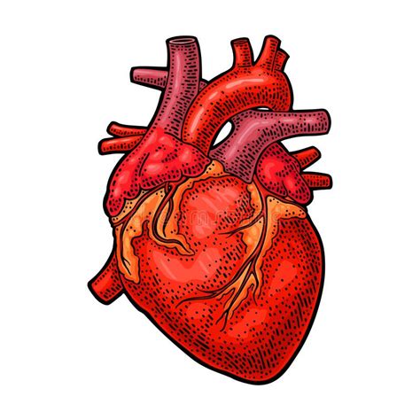 Coração Humano Da Anatomia Ilustração Preta Da Gravura Do Vintage Do