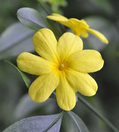 5 Primrose Jasmine Seeds Rare Tree Tropical Fragrant Flower Perennial