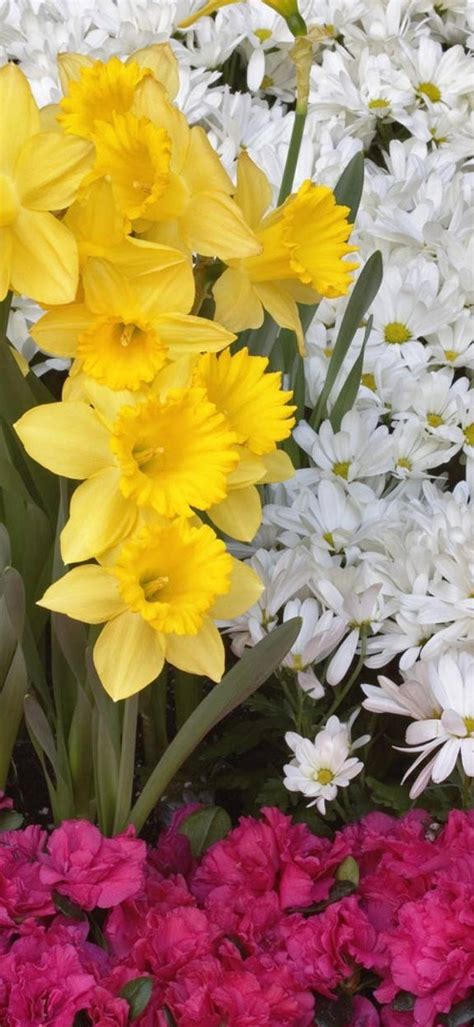 Daffodils Flowers Daisies 1080x2340