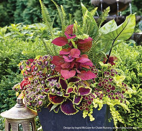 Try Ferns In Your Shade Containers Garden Gate
