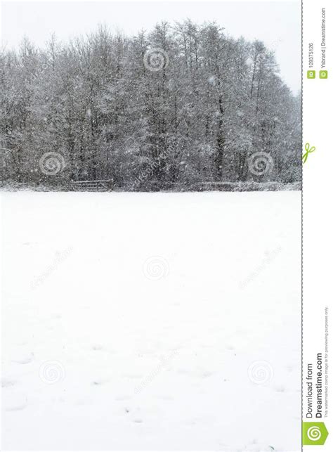 Meadow With Row Of Trees Covered In Snow During Snowfall Stock Photo