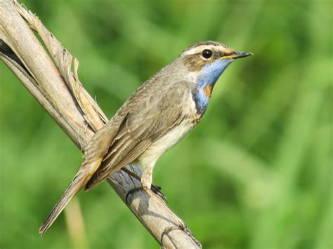 Birds In Delhi India Bluethroat