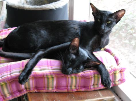 Pin On Cats And Dogs Oriental Shorthairs
