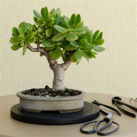 4 Steps To Prune The Perfect Jade Bonsai • World Of Succulents Jade