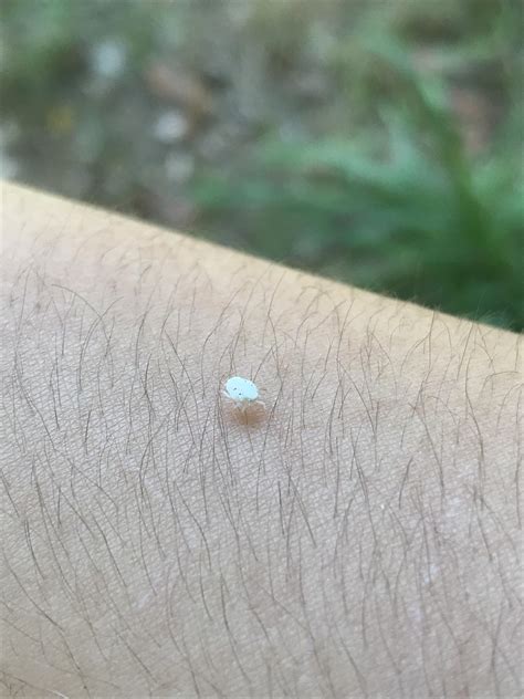 This Tiny White Bug About The Size Of A Pin Head New York Whatsthisbug