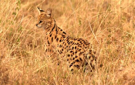 Serval African Wildlife Serval Wildlife Foundation