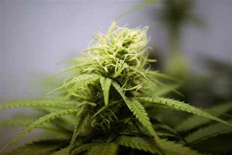 Top 10 Autoflowering Cannabis Strains For Beginner Growers Crop King